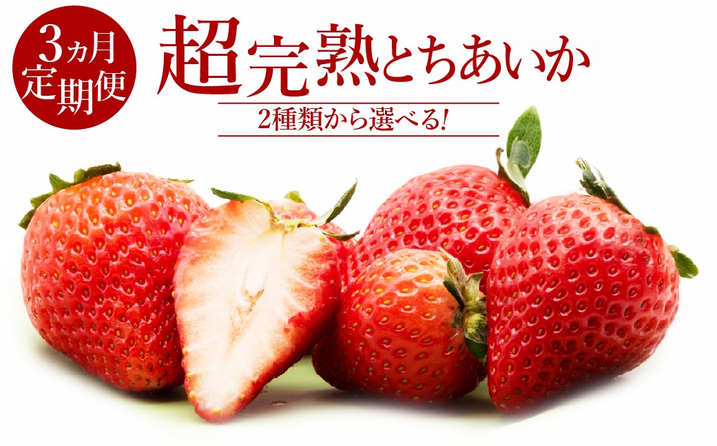 
            【先行受付：選べる種類】＜3回定期便＞いちご「茂木完熟いちご」　篠崎さんが育てた 朝どれとちあいか レギュラーサイズ or 大粒 | いちご イチゴ 苺 とちあいか 完熟 果物 フルーツ くだもの 旬 産地直送 栃木県産 篠崎いちご園 栃木県 茂木町
          