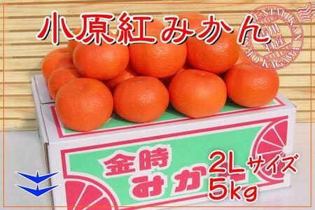 ≪先行受注≫小原紅早生みかん 香川県産 約5kg ( 2Lサイズ ) ｜ みかん
