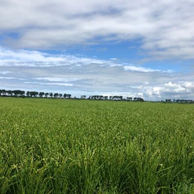 ふるさと納税 大潟村 【令和7年11月中旬から発送】もち米　玄米5kg (栽培期間中　農薬不使用・化学肥料不使用) |  | 02