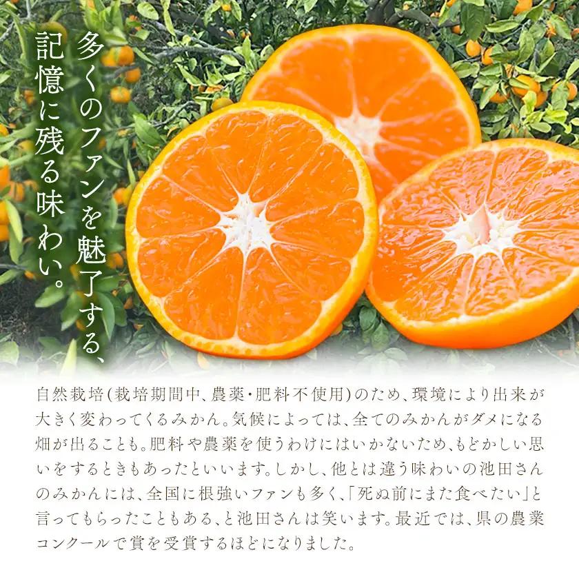 池田農園のみかんジュース 3本 1本500ml 池田農園《30日以内に出荷予定(土日祝除く)》熊本県 玉名郡 玉東町 みかんジュース みかん ミカン ジュース 自然栽培 栽培期間中農薬・肥料不使用
