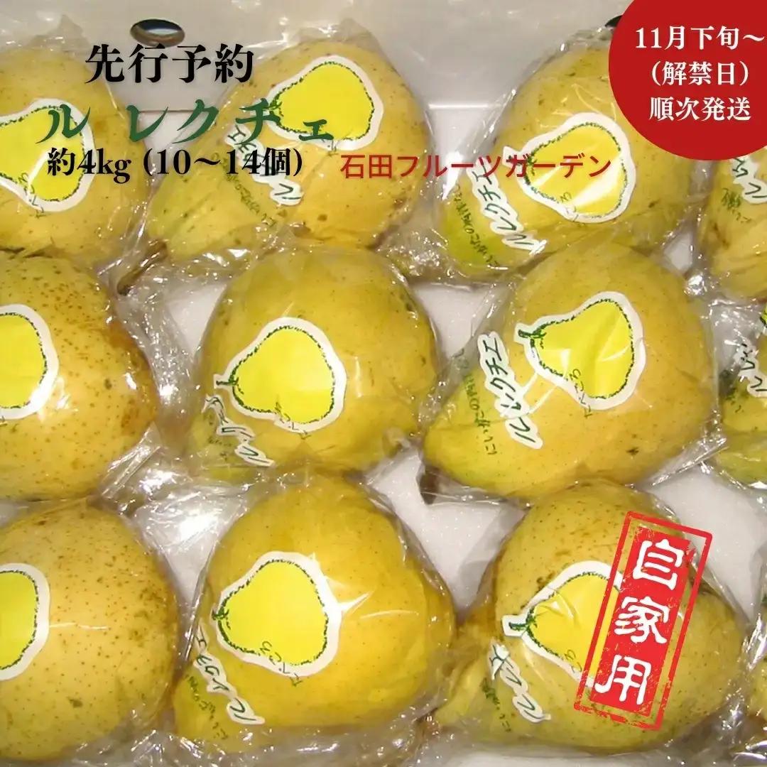 先行予約 ル レクチエ 自家用 約4kg (10~14個) [11月下旬から発送予定] 洋梨 ル・レクチェ 新潟県産 ルレクチェ [石田フルーツガーデン] 【015S068】