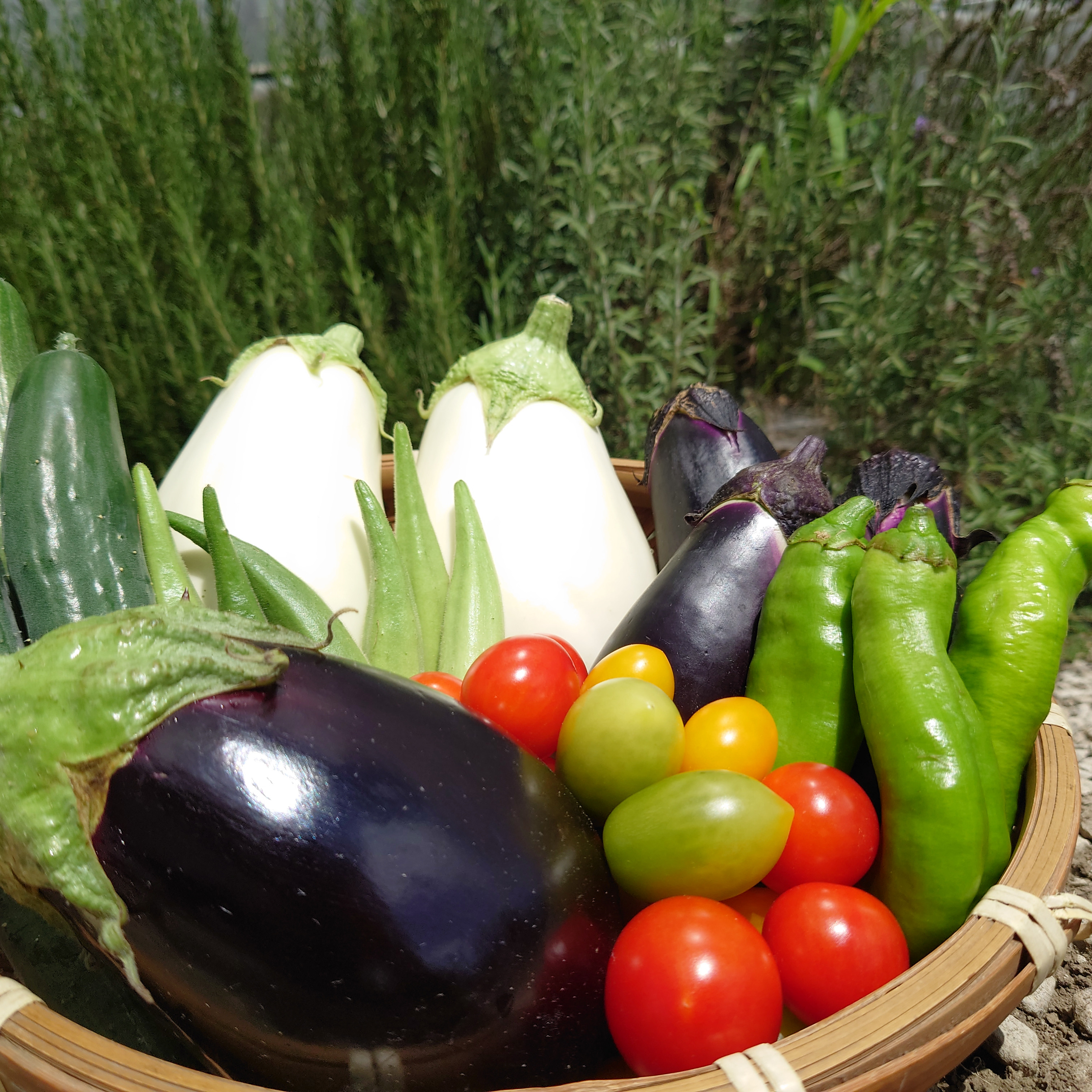 夏野菜