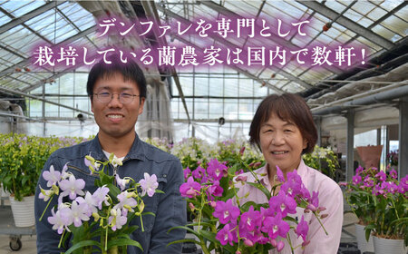 先行予約・2023年4月以降順次発送【10セット限定】デンファレ（洋蘭）10本立ち【2024年4月以降順次発送】《糸島》【和饗エコファーム株式会社】[AVI001] 蘭 洋ラン 敬老の日 花 ギフト 
