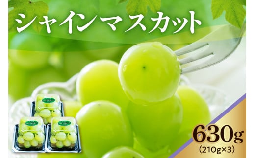 《 先行予約 / 令和7年産 》 【 数量限定 】シャインマスカット 3パック〔 2025年9月中旬頃 ～ お届け 〕 ぶどう 白ぶどう 2025年産 