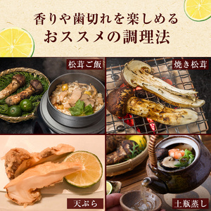 信州産「天然松茸」（約800g/8～29本） 野菜 きのこ まつたけ