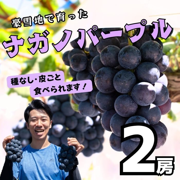 【ふるさと納税】【先行予約】[令和7年産] ナガノパープル2房（約900g以上）(7-A31)＜出荷開始：2025年10月中旬～＞【 長野県飯山市 信州産 フルーツ ぶどう ナガノパープル 種なし 皮ごと 期間限定 甘い 食べやすい おすすめ オススメ 贈答 ギフト】
