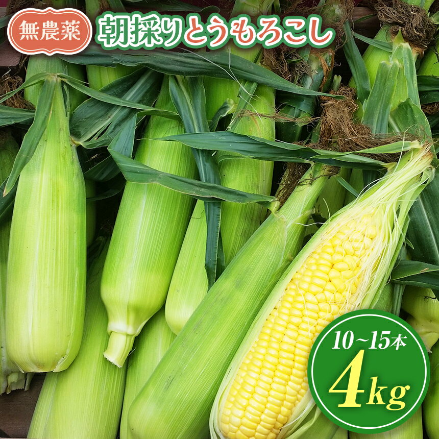 【ふるさと納税】【栽培期間中農薬不使用・無化学肥料・無家畜性肥料で育てた】 朝採り とうもろこし 約4kg ( 10～15本 )【2026年7月下旬～発送】| トウモロコシ 自然 旨味 甘味 生食 農薬不使用 無化学肥料 無家畜性肥料 信州 八ヶ岳 長野県 諏訪郡 原村