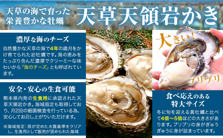 天領岩牡蠣 約2.5kg 2回 定期便 福島水産《2026年5月から出荷》熊本県 苓北町 牡蠣 かき カキ 岩カキ 岩ガキ 貝 BIG ビッグ 生食 バーベキュー 夏天草 天領 苓北 熊本 旬 シーズ