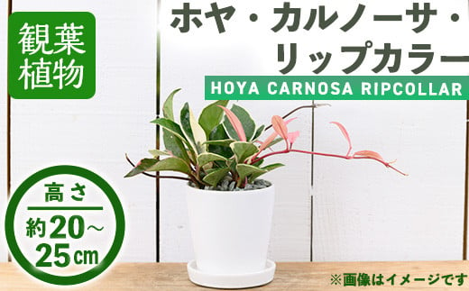 ＜観葉植物＞ホヤ・カルノーサ・リップカラー(3.5号) (陶器鉢・受け皿付)【m24-06】【アイエヌエー】