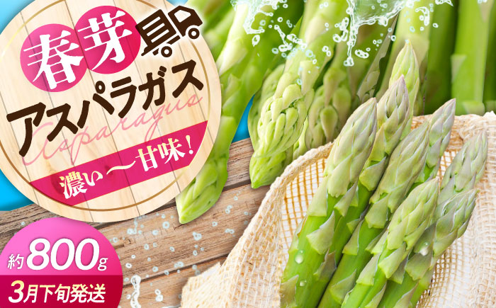 【先行予約】朝採れ アスパラガス 春芽（約800g）とれたて アスパラ 旬 野菜 三次の恵みをおふくわけ 三次市/福分アスパラ [APAU001]