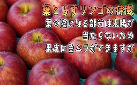 りんご 【 2月発送 】 訳あり 葉とらず サンふじ 約 10kg 【 弘前市産 青森りんご 】