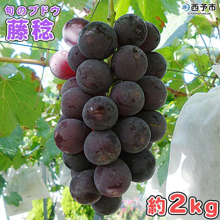 
予約受付＜旬のブドウ 西予市産 藤稔 約2kg＞ 果物 フルーツ ぶどう 葡萄 ふじみのり あっさり 黒系 食べやすい おいしい 大粒 期間限定 季節限定 食べて応援 特産品 愛媛県 西予市【冷蔵】
