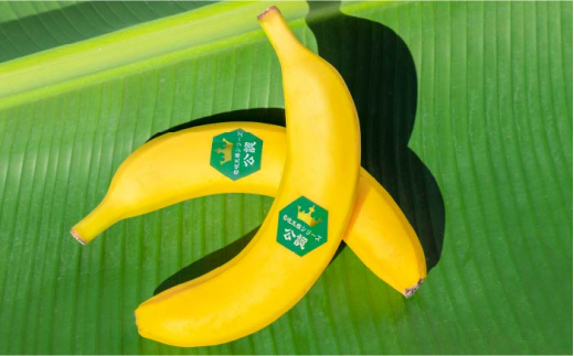 壱岐王様バナナ 1kg 《壱岐市》【株式会社コスモファーム】[JEL001] 皮ごと バナナ 果物 フルーツ 甘い 35000 35000円 