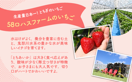 いちご 甘さ際立つ新品種 『とちあいか』 大粒 8～12粒×2パック 先行予約 数量限定 58ロハスファーム【58ロハスクラブ】 ※着日指定不可 ※2023年12月下旬～2024年5月中旬頃に順次発送