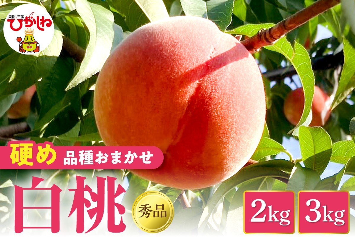 
                  【2026年産】 白桃 品種おまかせ（硬め） 秀品（選べる内容量：2kg / 3kg） 山形県 東根市 フルーツピッカー提供 hi097-003-o
                