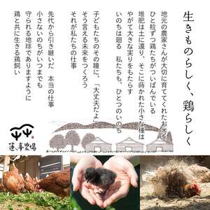 平飼いたまご 24個×月2回×12ヶ月 【 卵定期便 たまご定期便 平飼い卵 非遺伝子組み換え 自家配合 たまご タマゴ 平飼い 卵 国産 純国産鶏 もみじの平飼い卵 京都奥丹波 綾部 京都 蓮ヶ峯農