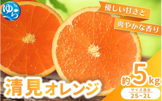 清見 オレンジ 5kg / くだもの 甘い きよみ 柑橘 果物 和歌山  ※2027年3月上旬～3月中旬頃に順次発送 【nktn011-r-5】