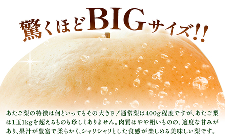 【先行予約】梨 あたご梨 2玉 約1.6kg 株式会社藍《2025年11月下旬-12月下旬頃出荷》 岡山県 浅口市 岡山県産 なし フルーツ 果物 くだもの ナシ 大玉 送料無料