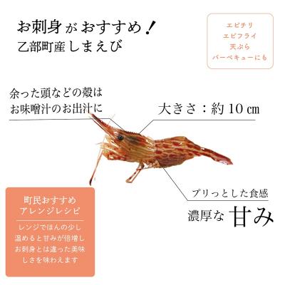 ふるさと納税 乙部町 <シマエビ(冷蔵)　1kg>甘く濃厚な味わい! 北海道 道産 国産 乙部町産 しまえび 海老 日本海 |  | 02