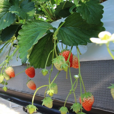 紅ほっぺセット(8パック)【配送不可地域：離島・北海道・沖縄県・四国・九州】【1676931】