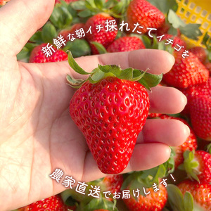 いちご 品種おまかせ 約500g｜KiyomotoFarm