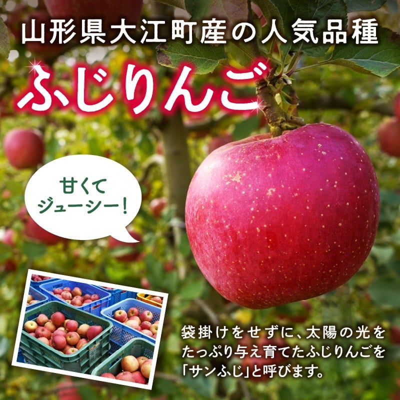 《先行受付》【2027年3月発送予定】 訳あり 雪室りんごサンふじ 約5kg【大江町産・山形りんご・大地農産】