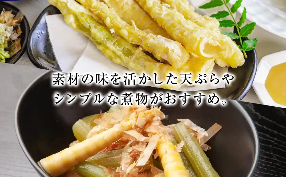 天然 根曲がり竹 2kg 根曲竹 ネマガリタケ 姫竹 笹竹