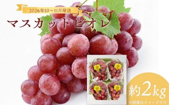 ＜2026年発送分 先行予約＞10月～11月発送お土産マスカットビオレ2kg箱【029-a010】