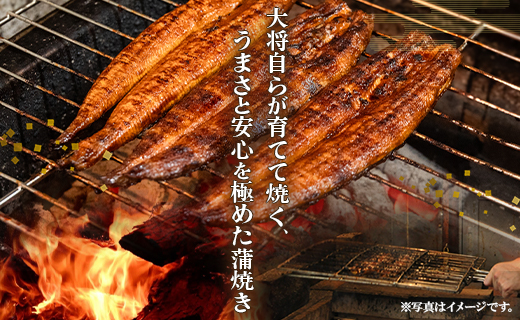 【7日程度で発送】うなぎ蒲焼き 3尾(合計約360g)(無頭) - 送料無料 鰻 ウナギ 魚介 晩ご飯 夕飯 おかず おつまみ スタミナ 敬老の日 ギフト 贈答 贈り物 丑の日 うなぎ屋きた本 高知県