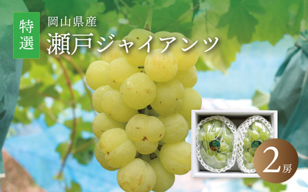 真庭市産 瀬戸ジャイアンツ 大房特選 2房 / 【2025年9月中旬以降発送予定】数量限定 ぶどう 贈答用 岡山 真庭 葡萄 ブドウ 果物 フルーツ ギフト 産地直送 新鮮 桃太郎ぶどう 人気 厳選 種なし【配送不可地域：北海道・沖縄県・離島】 (seto06) 【jujiya009】