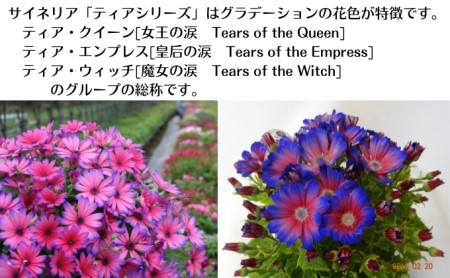 モリヒロ園芸が育てたサイネリア「世界に一つだけの花」セット