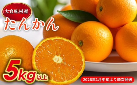 たんかん【2026年発送】たんかん 5kg
