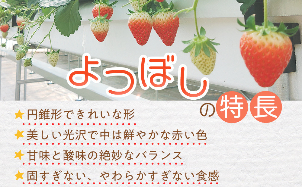 【先行予約】2026年1月　よつぼし いちご　200g×4