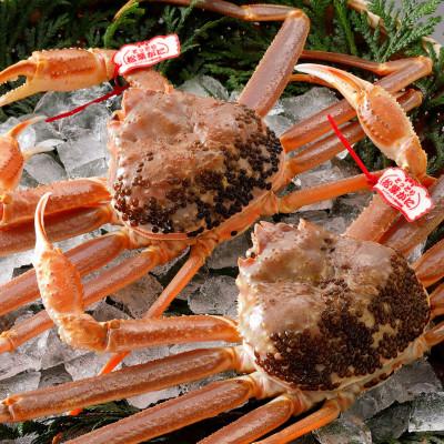 ふるさと納税 北栄町 【活】 《タグ付き》厳選松葉がに 特大2杯(700g以上×2杯)　2025年11月発送