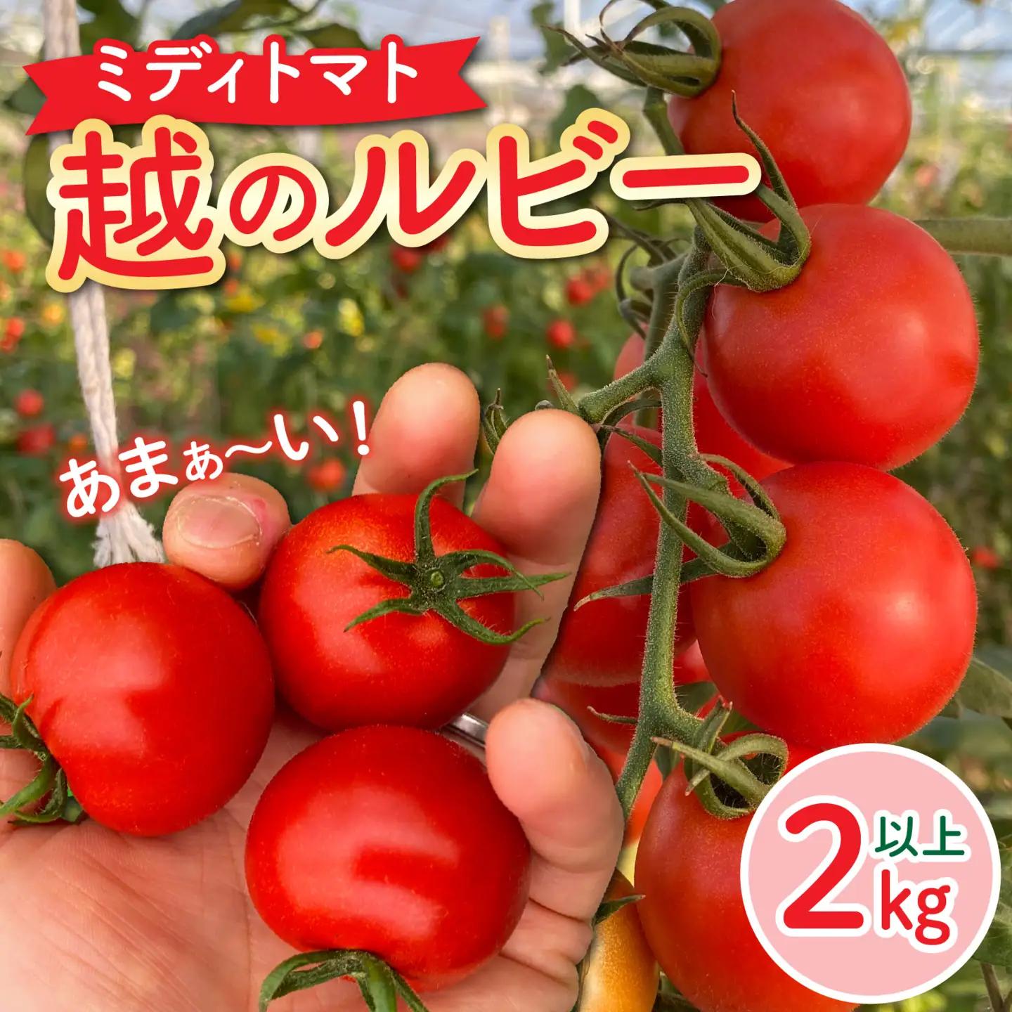【先行予約】甘くて皮が薄く食べやすい　福井市産ミディトマト『越のルビー』2kg以上【2026年6月上旬より順次発送予定】 [A-180003]/ 福井市産 農家直送 とまと トマト フルーツトマト ミニトマト 野菜 やさい 新鮮 産地直送 甘い 完熟 リコピン ビタミン
