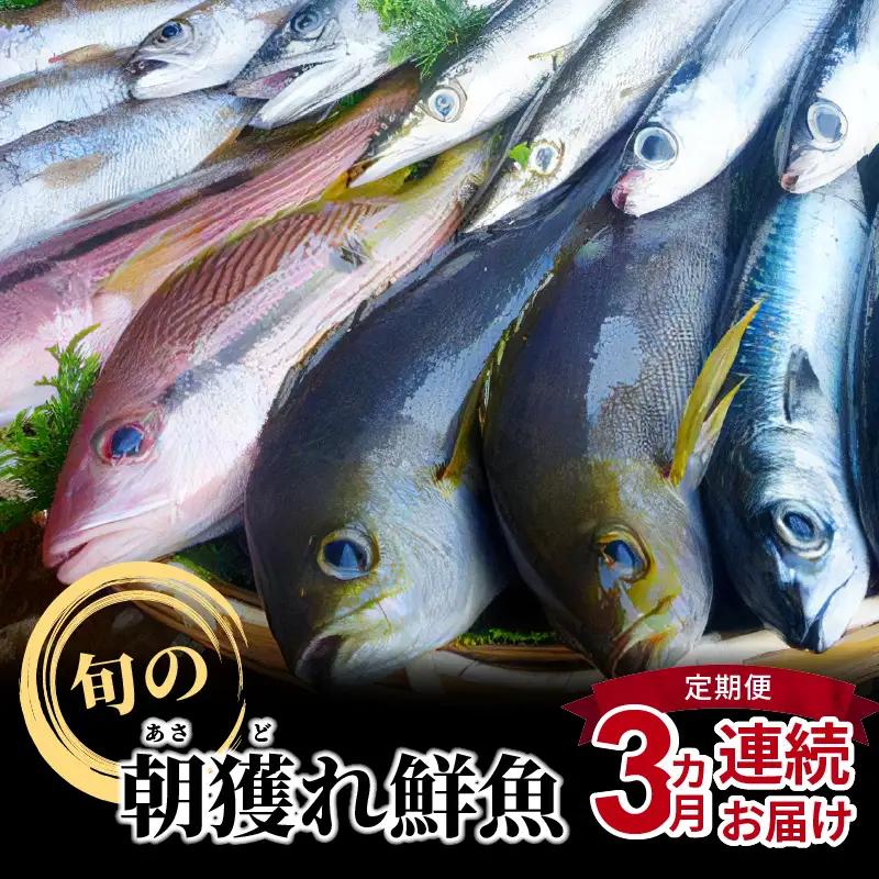 S059-T01A_【定期便3回】旬の朝獲れ鮮魚を3ケ月連続お届け♪