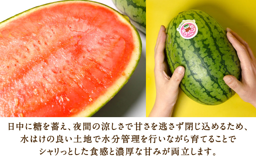 福岡県 北九州市 若松産 【優等品】 若松クイーン 約4kg以上 (約2kg以上2玉入り) 【2026年7月上旬から8月上旬発送予定】すいか スイカ フルーツ 果物 くだもの