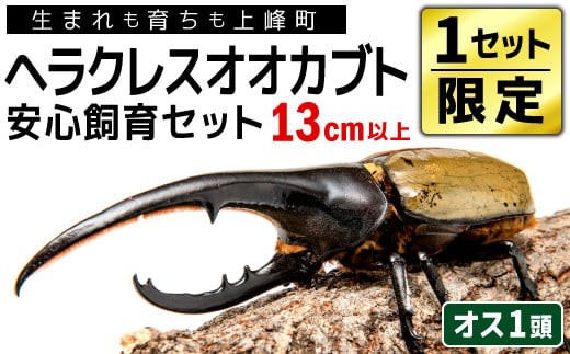 
                  【1セット限定！】完璧育成！上峰町産「ヘラクレスオオカブト」 N-95
                