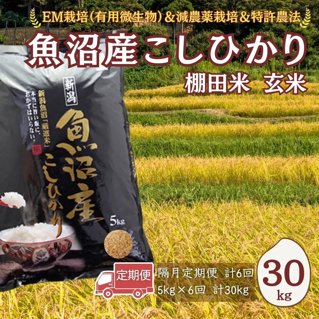 【令和8年 先行予約 定期便】魚沼産コシヒカリ棚田米 玄米 30kg (5キロ×6回) 佐藤農場|おこめ 玄米 小千谷 新潟