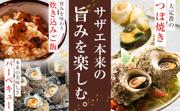 天然『活』サザエ　2kg ( 6個 ～ 10個 ) 《7月中旬-9月上旬頃出荷》 【配送不可地域：離島・北海道・沖縄県・東北・中国・四国・九州】寺田水産 さざえ 海産物 貝 千葉県 勝浦市---kas