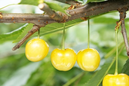 《先行予約》2027年産 山形県産 月山錦・紅秀峰 桐箱詰め 約700g×2（2L以上）やまのべ多田耕太郎のさくらんぼ サクランボ F20A-065