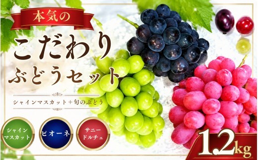 【産地直送】岡山県産ぶどう詰合せ１．２ｋｇ（シャインマスカット＋旬ぶどう） 【2026年先行予約】 / 岡山 真庭 シャインマスカット 食べ比べ 葡萄 ブドウ ぶどう 贈答 新鮮 果物 フルーツ 人気 数量限定 ピオーネ 紅ピッテロ サニードルチェ  ギフト ぶどう専門 林ファミリー 【hfbd001-01】