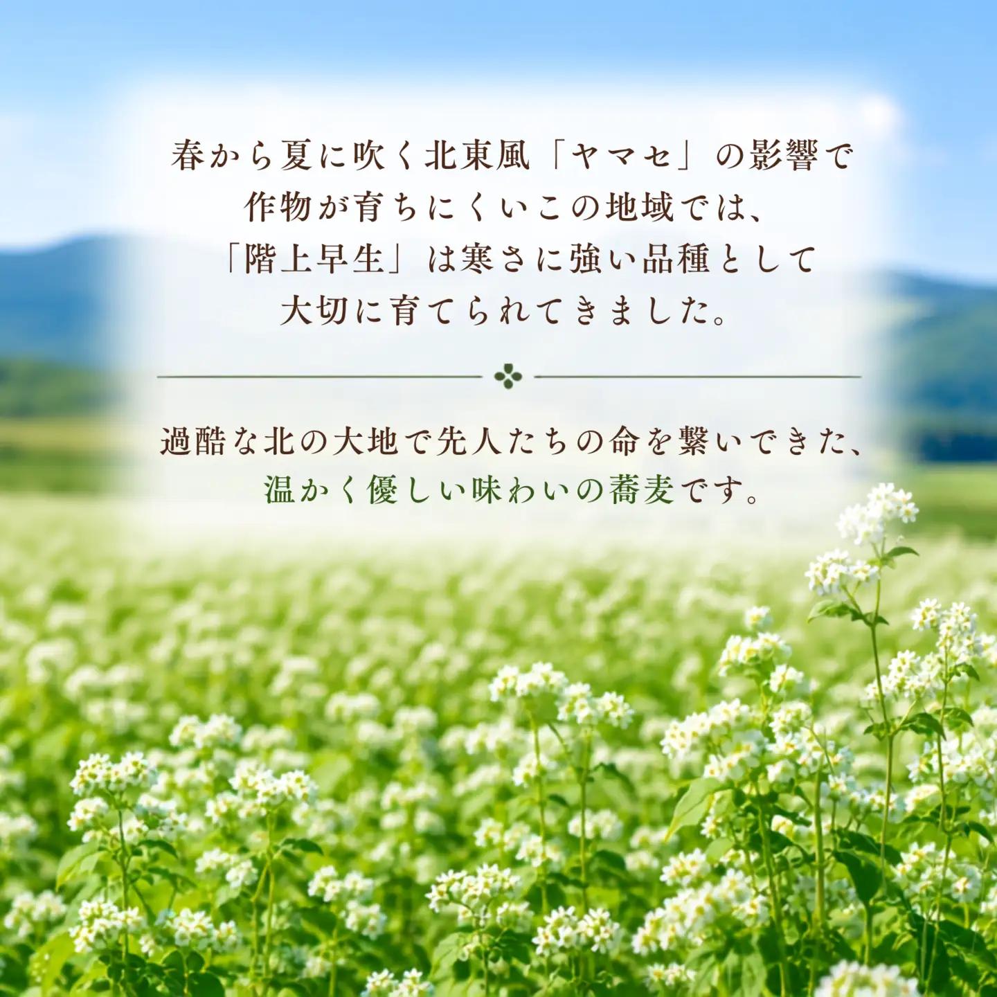 階上早生乾そば(10袋入)