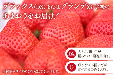 【期間限定発送】いちご あまおう 4パック いちご