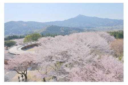 いばらきフラワーパーク 年間パスポート 1名分 入園し放題 四季の花々 レストラン 割引特典付き いばらき フラワーパーク チケット 入園券 金券 観光 旅行 家族 茨城 関東近辺 首都圏 関東 花 