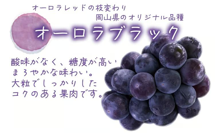 【2027年先行予約】岡山 花笑み農園の『オーロラブラック』1kg（2房） 2027年9月上旬～ 受付順に発送予定 【hana030-03】