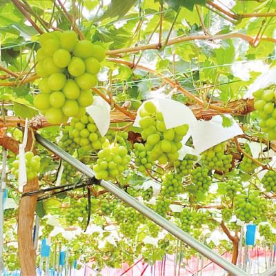 ふるさと納税 鏡野町 【発送月固定定期便】プレミアムシャインマスカット晴王 1房 約700g全2回 |  | 03