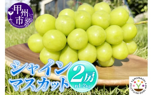 【新鮮朝採】KOSHUシャインマスカット 約1.2kg（2房）【2026年発送】（SFM）B-966 【シャインマスカット 葡萄 ぶどう ブドウ 令和8年発送 期間限定 山梨県産 甲州市 フルーツ 果物】