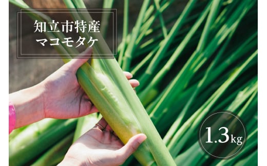 知立市特産　マコモタケ(1.3kg)　（7～10本）（2124）