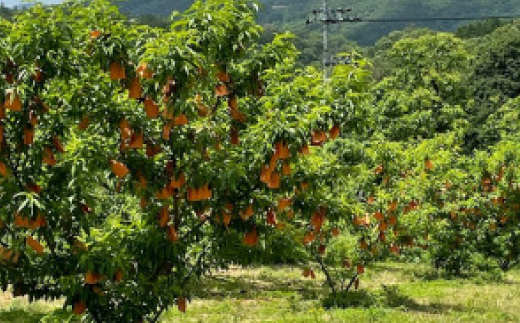 【先行予約・2025年7月発送予定】とろける果肉とたっぷり果汁の岡山の白桃・白鳳(2kg箱)【配送不可地域：離島】